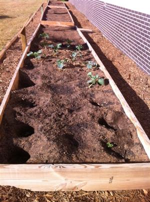 garden bed 